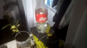 Почему желтеют листья цитрусовых а также пересадка мандарина