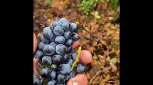 НЕ укрывной виноград