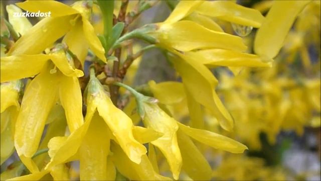 Štědřenec odvisý, Zlatý déšť ( Laburnum anagyroides ) смотреть онлайн