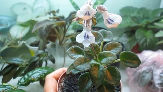 Нежное цветение мини цветуньи- хириты Тамиана ! смотреть онлайн