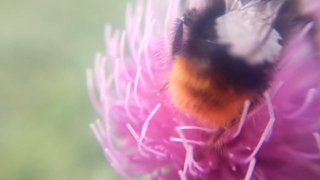 ШМЕЛЬ собирает МЕД на Розовом цветке: макросъемка видео увеличение 10x смотреть онлайн