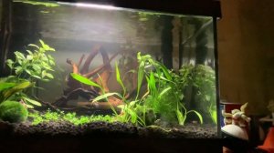 ГИГРОФИЛА МНОГОСЕМЕННАЯ - АКВАРИУМНЫЕ РАСТЕНИЯ - СОДЕРЖАНИЕ, УХОД l САМОЕ НЕПРИХОТЛИВОЕ РАСТЕНИЕ?