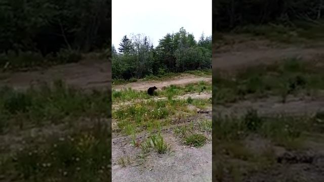 медведица с медвежонком гуляют в Охинском районе