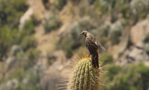 Эта кактусовая омела — растение -паразит.