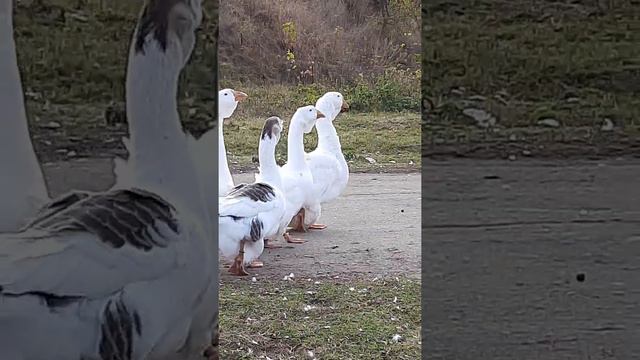 26 жовтня 2020 р. смотреть онлайн