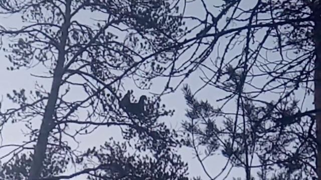 Токование глухаря 03.05.2020г. смотреть онлайн