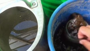 Подкормка Огурцов Куриным Пометом. Эта органическая подкормка повысит урожайность ваших огурцов.