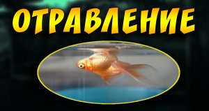 Аммиак в аквариуме! Почему нельзя отключать фильтр в аквариуме на ночь.