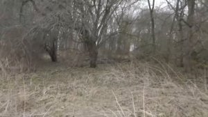 Деревня Яковлево.Тульская область.Заокский район. Прогулка к реке Скнига.