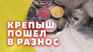 Щенкам шпица 39 дней. Шпиц Крепыш пошел в разнос. Как приучить щенка к пеленке в полтора месяца