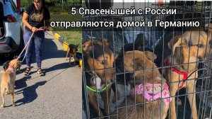 Отправляем Дейзи,Барни,Милу,Тимошку и Рику в Москву.