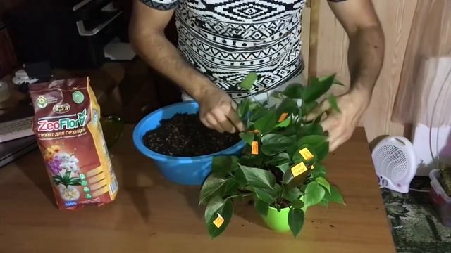 Групповая посадка подростков Антуриума с использованием грунта для орхидей ZeoFlora смотреть онлайн
