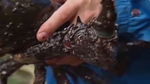 15 Та Ер Юзидаги Энг Қӯрқинчли Мутантлар / Аниқ Бунақасини Кӯрмагансиз