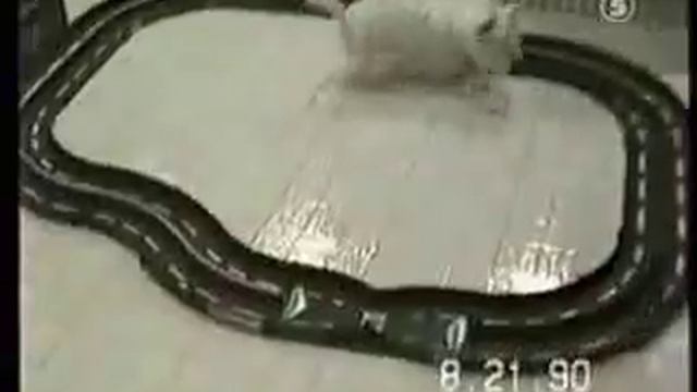 Смешное видео про животных. СМОТРЕТЬ ВСЕМ!