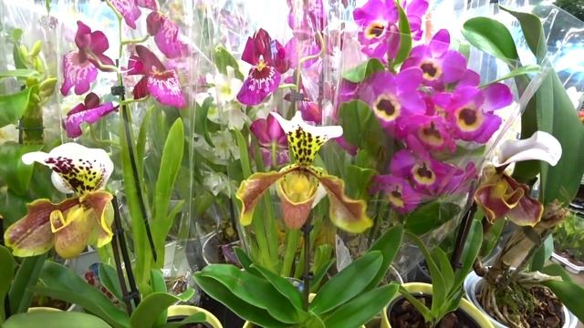 158#118 / Хобби Цветы / 03.2019 - OBI и ИКЕА (ХИМКИ). ОБЗОР смотреть онлайн