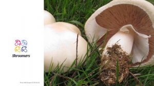 Horse mushroom (Agaricus arvensis) | Scientific Mushroom Profile | Shroomers