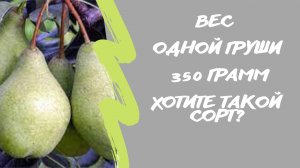 Вес одной? груши 350 грамм?. Хотите такой сорт?