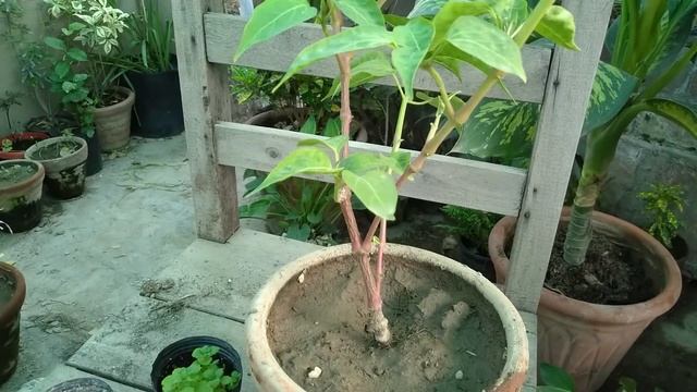 Mirabilis Jalapa | Four O'clocks Plant | Ye Plant 4pm Ko Flower Open Krta Hai смотреть онлайн