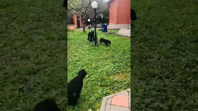 ризеншнауцер 1 смотреть онлайн