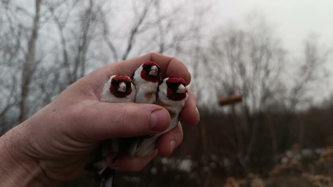 Ловля певчих птиц 9.04.24. смотреть онлайн