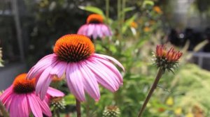 Plant of the Week: Pennisetum 'Little Bunny'