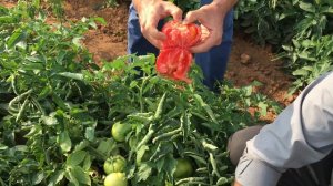 Новый Детерминантный круглый томат Асалет F1 от Enza Zaden