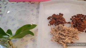 Пересадка Фаленопсиса После Покупки.Полив и Уход После Пересадки.Link?