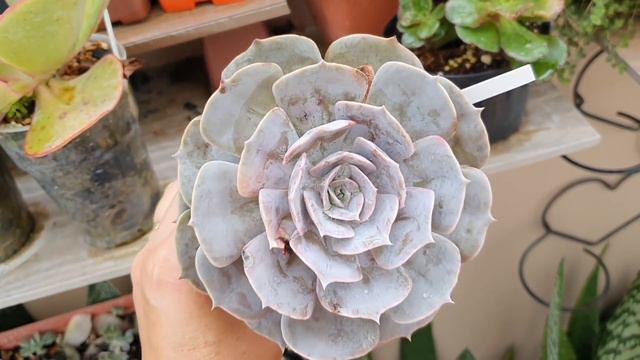 +10 SUCULENTAS que BROTAM FACILMENTE POR FOLHA смотреть онлайн