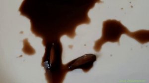 Семена экзотических растений посадила в конце августа - вот что выросло к началу ноября