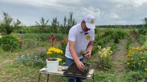 Как проводить зеленое черенкование декоративных культур