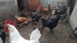 ЕСЛИ КУРЫ НЕ НЕСУТСЯ. ЯИЦ БУДЕТ ВАЛОМ ЕСЛИ СДЕЛАТЬ ТАК!! УВЕЛИЧЕНИЕ ЯЙЦЕНОСКОСТИ У КУР 13/10/20