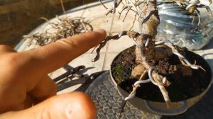 Бонсай в друшлаге и как правильно использовать проволоку в бонсай. Формирование бонсай проволокой.