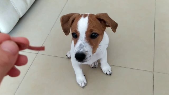 Vlog/Иду в школу ✨Гуляю с Рони смотреть онлайн