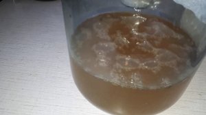 Чайный гриб зародился!!!?