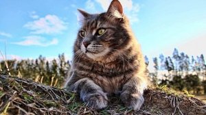 ПОЧЕМУ КОШКИ ЛИЖУТ ХОЗЯЕВАМ ВОЛОСЫ?