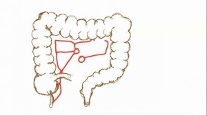 Анатомия толстой кишки. отделы и кровоснабжение