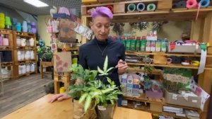 Птерисы - обзор двух сортов папоротника | В чем притягательность птерисов | Комнатные папоротники