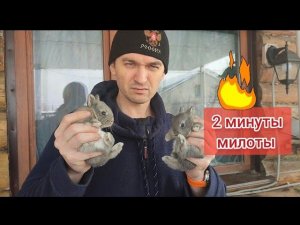 Две минуты милоты маленьких кроликов (февраль 2024)