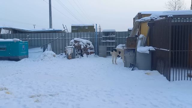 Бугай Алабай. Первый конфликт Чон Таша. смотреть онлайн