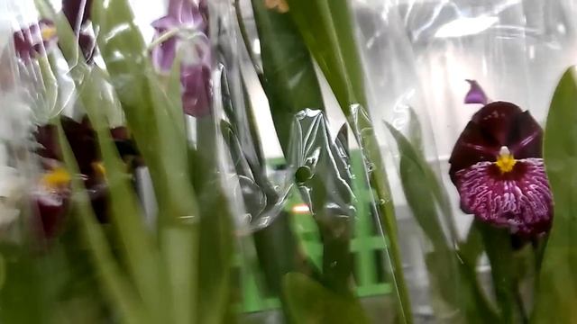 Орхидеи, препараты в Леруа (06.09.18). смотреть онлайн