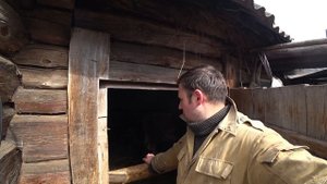 ВЫГОДНО ЛИ ЗАНИМАТЬСЯ ОТКОРМОМ БЫКОВ ИЛИ НЕТ???? ОТВЕТ НА ЧАСТО ЗАДАВАЕМЫЙ ВОПРОС , ОТКОРМ БЫКОВ