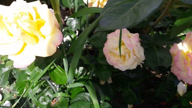 Любимая роза - Эль смотреть онлайн