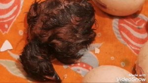 Спасение цыплят. Чёрные цыплята, вывелись под лампочкой в коробке.