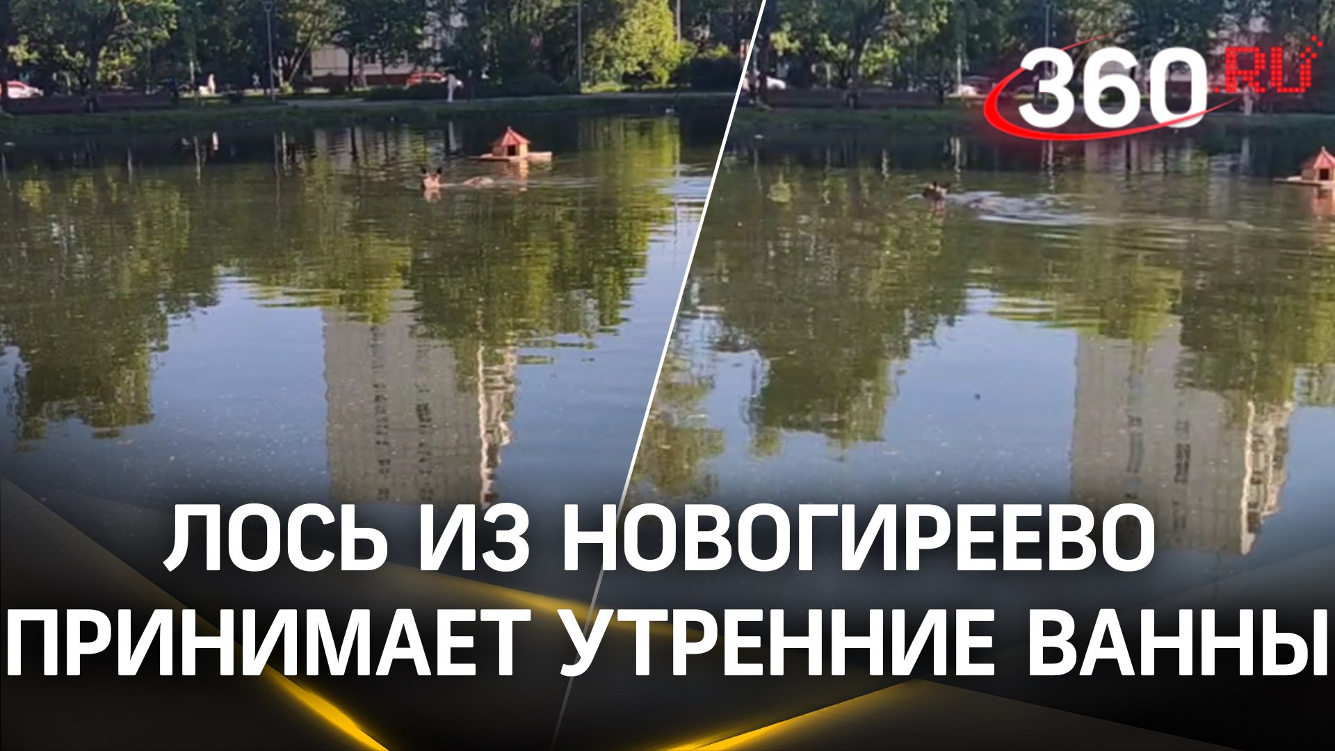 «Чего же это такое плавает?» Лось из Новогиреево принимает утренние ванны в Кошачьем пруду