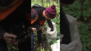 Пособие по сбору чаги