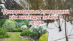 Декоративные кустарники: как выглядят зимой и летом!!