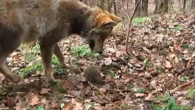 Зачем ежу колючки? | Film Studio Aves смотреть онлайн