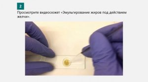 Биология 9 класс. Лаб. работа №3. Исследование процесса эмульгирования жиров под действием желчи