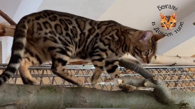 БЕНГАЛЬСКИЕ КОТЯТА, окрас ЗОЛОТО 585 пробы