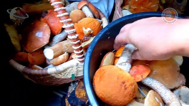 Грибное счастье есть, отличный выезд и много заготовок грибных ?